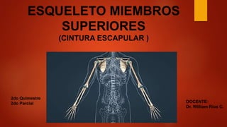 ESQUELETO MIEMBROS
SUPERIORES
(CINTURA ESCAPULAR )
DOCENTE:
Dr. William Ríos C.
2do Quimestre
2do Parcial
 
