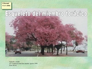 Lapacho  en flor Av. Costanera Gral San martin- agosto 1999 Foto M.I.O. Esqueleto del miembro torácico  E.Resoagli F.C.V  UNNE: 