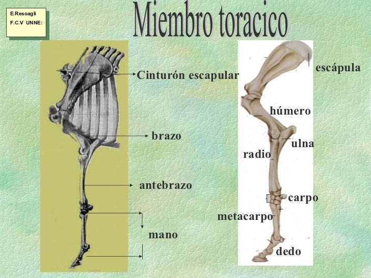 Esqueleto, miembro toráxico
