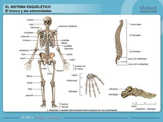 EL SISTEMA ESQUELÉTICO El tronco y las extremidades huesos  del pie carpo metacarpo falanges cráneo cara clavícula omóplato esternón húmero í lion sacro fémur rótula tibia peroné pubis coxis isquión radio cúbito  costillas flotantes costillas  falsas huesos de  la mano 7 cervicales 12 dorsales 5 lumbares sacro (5 soldadas) coxis (3-4 soldadas) tarso  metatarso  falanges calcáneo astrágalo columna vertebral vértebras 