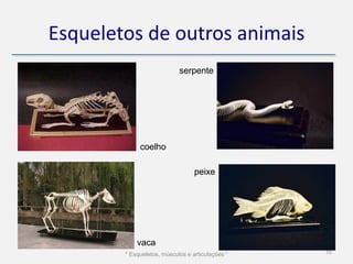 Esqueletos de outros animais
                            serpente




             coelho

                                  peixe




            vaca
        * Esqueletos, músculos e articulações *   15
 