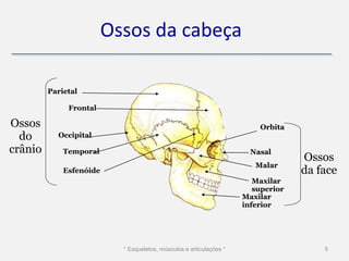 Ossos da cabeça

         Parietal

              Frontal

Ossos                                                                    Orbita
  do       Occipital

crânio       Temporal                                                  Nasal
                                                                                   Ossos
                                                                        Malar
             Esfenóide                                                             da face
                                                                        Maxilar
                                                                        superior
                                                                     Maxilar
                                                                     inferior




                           * Esqueletos, músculos e articulações *                     5
 