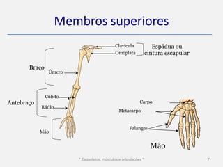 Membros superiores
                                             Clavícula               Espádua ou
                                             Omoplata             cintura escapular

       Braço
                Úmero




               Cúbito
Antebraço                                                   Carpo
            Rádio
                                               Metacarpo


                                                      Falanges
            Mão


                                                                    Mão
                        * Esqueletos, músculos e articulações *                       7
 