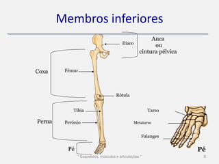 Membros inferiores
                                                          Anca
                                          Ilíaco
                                                           ou
                                                     cintura pélvica


Coxa     Fémur




                                      Rótula


            Tíbia                                         Tarso

Perna    Perónio                                   Metatarso


                                                      Falanges

          Pé                                                           Pé
               * Esqueletos, músculos e articulações *                  8
 