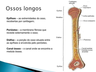Epífises – as extremidades do osso,
recobertas por cartilagem;
Periósteo – a membrana fibrosa que
reveste externamente o osso;
Diáfise – a porção do osso situada entre
as epífises e envolvida pelo periósteo.
Canal ósseo – o canal onde se encontra a
medula óssea.
 