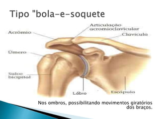 Nos ombros, possibilitando movimentos giratórios
dos braços.
 