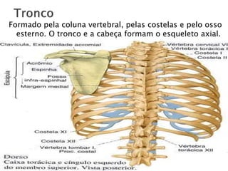 Formado pela coluna vertebral, pelas costelas e pelo osso
esterno. O tronco e a cabeça formam o esqueleto axial.
 