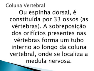 Ou espinha dorsal, é
constituída por 33 ossos (as
vértebras). A sobreposição
dos orifícios presentes nas
vértebras forma um tubo
interno ao longo da coluna
vertebral, onde se localiza a
medula nervosa.
 