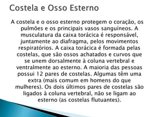 A costela e o osso esterno protegem o coração, os
pulmões e os principais vasos sanguíneos. A
musculatura da caixa torácica é responsável,
juntamente ao diafragma, pelos movimentos
respiratórios. A caixa torácica é formada pelas
costelas, que são ossos achatados e curvos que
se unem dorsalmente à coluna vertebral e
ventralmente ao esterno. A maioria das pessoas
possui 12 pares de costelas. Algumas têm uma
extra (mais comum em homens do que
mulheres). Os dois últimos pares de costelas são
ligados à coluna vertebral, não se ligam ao
esterno (as costelas flutuantes).
 