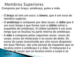 Composto por braço, antebraço, pulso e mão.
 O braço só tem um osso: o úmero, que é um osso do
membro superior.
 O antebraço é composto por dois ossos: o rádio que é
um osso longo e que forma com o cúbito (ulna) o
esqueleto do antebraço. O cúbito também é um osso
longo que se localiza na parte interna do antebraço.
 A mão é composta pelos seguintes ossos: ossos do
carpo, ossos do metacarpo e os ossos do dedo. Os
ossos do carpo (constituída por oito ossos dispostos
em duas fileiras), são uma porção do esqueleto que se
localiza entre o antebraço e a mão. O metacarpo é a
porção de ossos que se localiza entre o carpo e os
dedos.
 