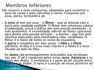 São maiores e mais compactos, adaptados para sustentar o
peso do corpo e para caminhar e correr. Composto por
coxa, perna, tornozelo e pé.
 A coxa só tem um osso - o fêmur - que se articula com a
bacia pela cavidade catilóide. O fêmur tem volumosa cabeça
arredondada, presa a diáfise por uma porção estreitada - o
colo anatômico. A extremidade inferior do fêmur apresenta
para diante uma porção articular - a tróclea - que trás dois
côndilos separados pela chanfradura inter-condiliana. O
fêmur é o maior de todos os ossos do esqueleto.
 A perna e composta por dois ossos: a tíbia e a fíbula
(perônio). A tíbia é o osso mais interno e a fíbula é o osso
situado ao lado da tíbia.
Os dedos são prolongamentos articulados que terminam
nos pés. O pé é composto pelos ossos tarso, metatarso e os
ossos dos dedos. O metatarso é a parte do pé situada entre
o tarso e os dedos. O tarso é a porção de ossos posterior do
esqueleto do pé.
 