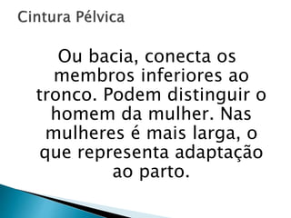 Ou bacia, conecta os
membros inferiores ao
tronco. Podem distinguir o
homem da mulher. Nas
mulheres é mais larga, o
que representa adaptação
ao parto.
 