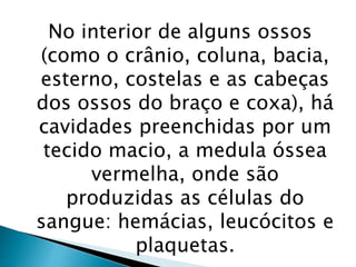 No interior de alguns ossos
(como o crânio, coluna, bacia,
esterno, costelas e as cabeças
dos ossos do braço e coxa), há
cavidades preenchidas por um
tecido macio, a medula óssea
vermelha, onde são
produzidas as células do
sangue: hemácias, leucócitos e
plaquetas.
 