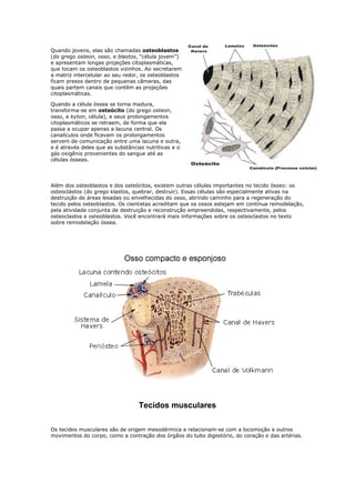 Quando jovens, elas são chamadas osteoblastos
(do grego osteon, osso, e blastos, “célula jovem”)
e apresentam longas projeções citoplasmáticas,
que tocam os osteoblastos vizinhos. Ao secretarem
a matriz intercelular ao seu redor, os osteoblastos
ficam presos dentro de pequenas câmeras, das
quais partem canais que contêm as projeções
citoplasmáticas.
Quando a célula óssea se torna madura,
transforma-se em osteócito (do grego osteon,
osso, e kyton, célula), e seus prolongamentos
citoplasmáticos se retraem, de forma que ela
passa a ocupar apenas a lacuna central. Os
canalículos onde ficavam os prolongamentos
servem de comunicação entre uma lacuna e outra,
e é através deles que as substâncias nutritivas e o
gás oxigênio provenientes do sangue até as
células ósseas.
Além dos osteoblastos e dos osteócitos, existem outras células importantes no tecido ósseo: os
osteoclástos (do grego klastos, quebrar, destruir). Essas células são especialmente ativas na
destruição de áreas lesadas ou envelhecidas do osso, abrindo caminho para a regeneração do
tecido pelos osteoblastos. Os cientistas acreditam que os ossos estejam em contínua remodelação,
pela atividade conjunta de destruição e reconstrução empreendidas, respectivamente, pelos
osteoclastos e osteoblastos. Você encontrará mais informações sobre os osteoclastos no texto
sobre remodelação óssea.
Tecidos musculares
Os tecidos musculares são de origem mesodérmica e relacionam-se com a locomoção e outros
movimentos do corpo, como a contração dos órgãos do tubo digestório, do coração e das artérias.
 