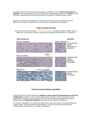As células dos tecidos musculares são alongadas e recebem o nome de fibras musculares ou
miócitos. Em seu citoplasma, são ricas em dois tipos de filamento protéico: os de actina e os de
miosina, responsáveis pela grande capacidade de contração e distensão dessas células.
Quando um músculo é estimulado a se contrair, os filamentos de actina deslizam entre os
filamentos de miosina. A célula diminui em tamanho, caracterizando a contração.
Tipos de tecido muscular
Há três tipos de tecido muscular: estriado esquelético, estriado cardíaco e liso. Cada um
deles tem características próprias, adequadas ao papel que desempenham no organismo.
Tecido muscular estriado esquelético
O tecido muscular estriado esquelético constitui a maior parte da musculatura do corpo dos
vertebrados, formando o que se chama popularmente de carne. Essa musculatura recobre
totalmente o esqueleto e está presa aos ossos, daí ser chamada de esquelética. Esse tipo de
tecido apresenta contração voluntária (que depende da vontade do indivíduo).
Um músculo esquelético é um pacote de longas fibras. Cada uma delas é uma célula dotada de
muitos núcleos, chamado miócitos multinucleados. Um fibra muscular pode medir vários
centímetros de comprimento, por 50 mm de espessura.
 