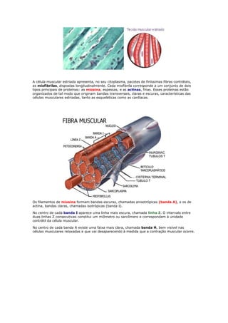 A célula muscular estriada apresenta, no seu citoplasma, pacotes de finíssimas fibras contráteis,
as miofibrilas, dispostas longitudinalmente. Cada miofibrila corresponde a um conjunto de dois
tipos principais de proteínas: as miosina, espessas, e as actinas, finas. Esses proteínas estão
organizados de tal modo que originam bandas transversais, claras e escuras, características das
células musculares estriadas, tanto as esqueléticas como as cardíacas.
Os filamentos de miosina formam bandas escuras, chamadas anisotrópicas (banda A), e os de
actina, bandas claras, chamadas isotrópicas (banda I).
No centro de cada banda I aparece uma linha mais escura, chamada linha Z. O intervalo entre
duas linhas Z consecutivas constitui um miômetro ou sarcômero e correspondem à unidade
contrátil da célula muscular.
No centro de cada banda A existe uma faixa mais clara, chamada banda H, bem visível nas
células musculares relaxadas e que vai desaparecendo à medida que a contração muscular ocorre.
 