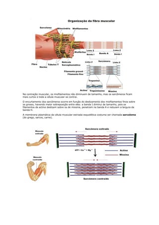 Na contração muscular, os miofilamentos não diminuem de tamanho, mas os sarcômeros ficam
mais curtos e toda a célula muscular se contrai.
O encurtamento dos sarcômeros ocorre em função do deslizamento dos miofilamentos finos sobre
os grosso, havendo maior sobreposição entre eles: a banda I diminui de tamanho, pois os
filamentos de actina deslizam sobre os de miosina, penetram na banda A e reduzem a largura da
banda H.
A membrana plasmática da célula muscular estriada esquelética costuma ser chamada sarcolema
(do grego, sarcos, carne).
 