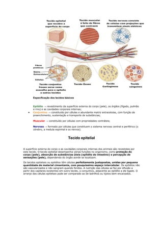 Especificação dos tecidos básicos
Epitélio → revestimento da superfície externa do corpo (pele), os órgãos (fígado, pulmão
e rins) e as cavidades corporais internas;
 Conjuntivo → constituído por células e abundante matriz extracelulas, com função de
preenchimento, sustentação e transporte de substâncias;
Muscular → constituído por células com propriedades contráteis;
Nervoso → formado por células que constituem o sistema nervoso central e periférico (o
cérebro, a medula espinhal e os nervos).
Tecido epitelial
A superfície externa do corpo e as cavidades corporais internas dos animais são revestidas por
este tecido. O tecido epitelial desempenha várias funções no organismo, como proteção do
corpo (pele), absorção de substâncias úteis (epitélio do intestino) e percepção de
sensações (pele), dependendo do órgão aonde se localizam.
Os tecidos epiteliais ou epitélios têm células perfeitamente justapostas, unidas por pequena
quantidade de material cimentante, com pouquíssimo espaço intercelular. Os epitélios não
são vascularizados e não sangram quando feridos. A nutrição das células se faz por difusão a
partir dos capilares existentes em outro tecido, o conjuntivo, adjacente ao epitélio a ele ligado. O
arranjo das células epiteliais pode ser comparado ao de ladrilhos ou tijolos bem encaixados.
 