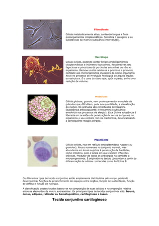 Fibroblasto
Célula metabolicamente ativa, contendo longos e finos
prolongamentos citoplasmáticos. Sintetiza o colágeno e as
substãncias da matriz (substância intercelular).
Macrófago
Célula ovóide, podendo conter longos prolongamentos
citoplasmáticos e inúmeros lisossomos. Responsável pela
fagocitose e pinocitose de pertículas estranhas ou não ao
organismo. Remove restos celulares e promove o primeiro
combate aos microrganismos invasores do nosso organismo.
Ativo no processo de involução fisiológica de alguns órgãos
ou estrutura. É o caso do útero que, após o parto, sofre uma
redução de volume.
Mastócito
Célula globosa, grande, sem prolongamentos e repleta de
grânulos que dificultam, pela sua quantidade, a visualização
do núcleo. Os grânulos são constituídos de heparina
(substãncia anticoagulante) e histamina (substãncia
envolvida nos processos de alergia). Esta última substãncia é
liberada em ocasiões de penetração de certos antígenos no
organismo e seu contato com os mastócitos, desencadeando
a conseqüênte reação alérgica.
Plasmócito
Célula ovóide, rica em retículo endoplasmático rugoso (ou
granular). Pouco numeroso no conjunto normal, mas
abundante em locais sujeitos à penetração de bactérias,
como intestino, pele e locais em que existem infecções
crônicas. Produtor de todos os anticorpos no combate a
microorganismos. É originado no tecido conjuntivo a partir da
diferenciação de células conhecidas como linfócitos B.
Os diferentes tipos de tecido conjuntivo estão amplamente distribuídos pelo corpo, podendo
desempenhar funções de preenchimento de espaços entre órgãos, função de sustentação, função
de defesa e função de nutrição.
A classificação desses tecidos baseia-se na composição de suas células e na proporção relativa
entre os elementos da matriz extracelular. Os principais tipos de tecidos conjuntivos são: frouxo,
denso, adiposo, reticular ou hematopoiético, cartilaginoso e ósseo.
Tecido conjuntivo cartilaginoso
 