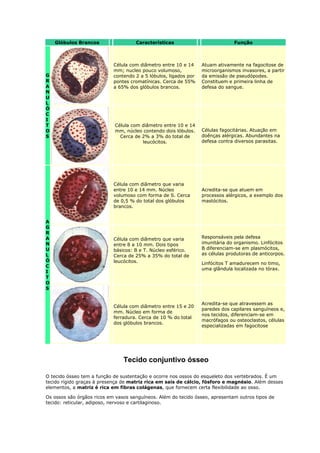 Glóbulos Brancos Características Função
G
R
A
N
U
L
Ó
C
I
T
O
S
Célula com diâmetro entre 10 e 14
mm; nucleo pouco volumoso,
contendo 2 a 5 lóbulos, ligados por
pontes cromatínicas. Cerca de 55%
a 65% dos glóbulos brancos.
Atuam ativamente na fagocitose de
microorganismos invasores, a partir
da emissão de pseudópodes.
Constituem e primeira linha de
defesa do sangue.
Célula com diâmetro entre 10 e 14
mm, núcleo contendo dois lóbulos.
Cerca de 2% a 3% do total de
leucócitos.
Células fagocitárias. Atuação em
doênças alérgicas. Abundantes na
defesa contra diversos parasitas.
A
G
R
A
N
U
L
Ó
C
I
T
O
S
Célula com diâmetro que varia
entre 10 e 14 mm. Núcleo
volumoso com forma de S. Cerca
de 0,5 % do total dos glóbulos
brancos.
Acredita-se que atuem em
processos alérgicos, a exemplo dos
mastócitos.
Célula com diâmetro que varia
entre 8 a 10 mm. Dois tipos
básicos: B e T. Núcleo esférico.
Cerca de 25% a 35% do total de
leucócitos.
Responsáveis pela defesa
imunitária do organismo. Linfócitos
B diferenciam-se em plasmócitos,
as células produtoras de anticorpos.
Linfócitos T amadurecem no timo,
uma glândula localizada no tórax.
Célula com diâmetro entre 15 e 20
mm. Núcleo em forma de
ferradura. Cerca de 10 % do total
dos glóbulos brancos.
Acredita-se que atravessem as
paredes dos capilares sanguíneos e,
nos tecidos, diferenciam-se em
macrófagos ou osteoclastos, células
especializadas em fagocitose
Tecido conjuntivo ósseo
O tecido ósseo tem a função de sustentação e ocorre nos ossos do esqueleto dos vertebrados. É um
tecido rígido graças à presença de matriz rica em sais de cálcio, fósforo e magnésio. Além desses
elementos, a matriz é rica em fibras colágenas, que fornecem certa flexibilidade ao osso.
Os ossos são órgãos ricos em vasos sanguíneos. Além do tecido ósseo, apresentam outros tipos de
tecido: reticular, adiposo, nervoso e cartilaginoso.
 