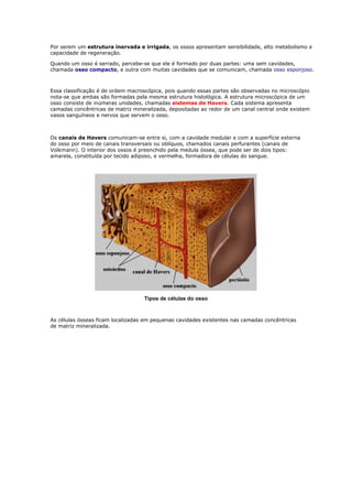 Por serem um estrutura inervada e irrigada, os ossos apresentam sensibilidade, alto metabolismo e
capacidade de regeneração.
Quando um osso é serrado, percebe-se que ele é formado por duas partes: uma sem cavidades,
chamada osso compacto, e outra com muitas cavidades que se comunicam, chamada osso esponjoso.
Essa classificação é de ordem macroscópica, pois quando essas partes são observadas no microscópio
nota-se que ambas são formadas pela mesma estrutura histológica. A estrutura microscópica de um
osso consiste de inúmeras unidades, chamadas sistemas de Havers. Cada sistema apresenta
camadas concêntricas de matriz mineralizada, depositadas ao redor de um canal central onde existem
vasos sanguíneos e nervos que servem o osso.
Os canais de Havers comunicam-se entre si, com a cavidade medular e com a superfície externa
do osso por meio de canais transversais ou oblíquos, chamados canais perfurantes (canais de
Volkmann). O interior dos ossos é preenchido pela medula óssea, que pode ser de dois tipos:
amarela, constituída por tecido adiposo, e vermelha, formadora de células do sangue.
Tipos de células do osso
As células ósseas ficam localizadas em pequenas cavidades existentes nas camadas concêntricas
de matriz mineralizada.
 