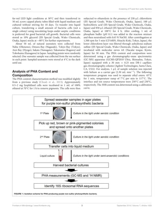 Higuchi-Takeuchi et al. Screening of Purple Non-sulfur Bacteria
far-red LED light conditions at 30◦C and then transferred in
50 mL screw capped plastic tubes filled with liquid medium and
cultured without stirring for 10 days. To transfer into liquid
culture, transferring a small amount of bacteria cells (not a
single colony) using inoculating loops under aseptic conditions
is preferred for good bacterial cell growth. Bacterial cells were
stored as 10% glycerol (JIS Special Grade, Wako Chemicals,
Osaka, Japan) stocks at −80◦C for further experiments.
About 50 mL of natural seawaters were collected from
Naha (Okinawa), Omura-Bay (Nagasaki), Tokyo-Bay (Tokyo),
Aioi-Bay (Hyogo), Sakata (Yamagata), Takamatsu (Kagawa) and
Yokohama (Kanagawa) in Japan. Sampling points were randomly
selected. One seawater sample was collected from the sea surface
in each point. Sampled seawaters were stored at 4◦C in the dark
until use.
Analysis of PHA Content and
Composition
The PHA content characterization method was modified slightly
from a previous study (Chuah et al., 2013). Approximately
0.5–2 mg lyophilized cells were incubated in 1 mL of 100%
ethanol at 70◦C for 1 h to remove pigments. The cells were then
subjected to ethanolysis in the presence of 250 µL chloroform
(JIS Special Grade, Wako Chemicals, Osaka, Japan), 100 µL
hydrochloric acid (JIS Special Grade, Wako Chemicals, Osaka,
Japan) and 850 µL ethanol (JIS Special Grade, Wako Chemicals,
Osaka, Japan) at 100◦C for 4 h. After cooling, 1 mL of
phosphate buffer (pH 8.1) was added to the reaction mixture
and then neutralized with 0.65 N NaOH. After centrifugation at
1,500 rpm for 5 min (CF16RN, Hitachi-Koki, Tokyo, Japan), the
lower chloroform layer was filtered through anhydrous sodium
sulfate (JIS Special Grade, Wako Chemicals, Osaka, Japan) and
incubated with molecular sieves 4A (Nacalai tesque, Kyoto,
Japan) for 30 min. The PHA content and composition were
determined using a gas chromatography–mass spectrometry
(GC-MS) apparatus (GCMS-QP2010 Ultra, Shimadzu, Tokyo,
Japan) equipped with a 30 mm × 0.25 mm DB-1 capillary
gas chromatography column (Agilent Technologies, Santa Clara,
CA, USA). For analysis, 1 µL of sample solution was injected
with helium as a carrier gas (3.30 mL min−1). The following
temperature program was used to separate ethyl esters: 45◦C
for 1 min, temperature ramp of 7◦C per min to 117◦C. The
interface and ion source temperatures were 250◦C and 230◦C,
respectively. The 3HB content was determined using a calibration
curve.
FIGURE 1 | Isolation scheme for PHA-producing purple non-sulfur photosynthetic bacteria.
Frontiers in Microbiology | www.frontiersin.org 3 September 2016 | Volume 7 | Article 1509
 