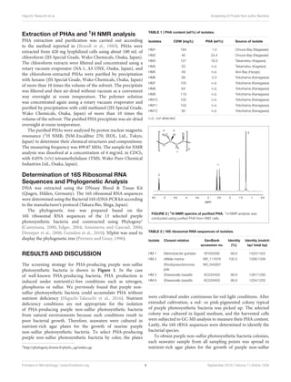 Higuchi-Takeuchi et al. Screening of Purple Non-sulfur Bacteria
Extraction of PHAs and 1H NMR analysis
PHA extraction and purification was carried out according
to the method reported in (Brandl et al., 1989). PHAs were
extracted from 428 mg lyophilized cells using about 100 mL of
chloroform (JIS Special Grade, Wako Chemicals, Osaka, Japan).
The chloroform extracts were filtered and concentrated using a
rotary vacuum evaporator (NA-1, AS ONE, Osaka, Japan), and
the chloroform-extracted PHAs were purified by precipitation
with hexane (JIS Special Grade, Wako Chemicals, Osaka, Japan)
of more than 10 times the volume of the solvent. The precipitate
was filtered and then air-dried without vacuum as a convenient
way overnight at room temperature. The polymer solution
was concentrated again using a rotary vacuum evaporator and
purified by precipitation with cold methanol (JIS Special Grade,
Wako Chemicals, Osaka, Japan) of more than 10 times the
volume of the solvent. The purified PHA precipitate was air-dried
overnight at room temperature.
The purified PHAs were analyzed by proton nuclear magnetic
resonance (1H NMR; JNM-Excalibur 270; JEOL, Ltd., Tokyo,
Japan) to determine their chemical structures and compositions.
The measuring frequency was 499.87 MHz. The sample for NMR
analysis was dissolved at a concentration of 4 mg/mL in CDCl3
with 0.05% (v/v) tetramethylsilane (TMS; Wako Pure Chemical
Industries Ltd., Osaka, Japan).
Determination of 16S Ribosomal RNA
Sequences and Phylogenetic Analysis
DNA was extracted using the DNeasy Blood & Tissue Kit
(Qiagen, Hilden, Germany). The 16S ribosomal RNA sequences
were determined using the Bacterial 16S rDNA PCR kit according
to the manufacturer’s protocol (Takara Bio, Shiga, Japan).
The phylogenetic tree was prepared based on the
16S ribosomal RNA sequences of the 13 selected purple
photosynthetic bacteria and constructed using Phylogeny2
(Castresana, 2000; Edgar, 2004; Anisimova and Gascuel, 2006;
Dereeper et al., 2008; Guindon et al., 2010). NJplot was used to
display the phylogenetic tree (Perriere and Gouy, 1996).
RESULTS AND DISCUSSION
The screening strategy for PHA-producing purple non-sulfur
photosynthetic bacteria is shown in Figure 1. In the case
of well-known PHA-producing bacteria, PHA production is
induced under nutrient(s)-free conditions such as nitrogen,
phosphorus or sulfur. We previously found that purple non-
sulfur photosynthetic bacteria could accumulate PHA without
nutrient deficiency (Higuchi-Takeuchi et al., 2016). Nutrient
deficiency conditions are not appropriate for the isolation
of PHA-producing purple non-sulfur photosynthetic bacteria
from natural environments because such conditions result in
poor bacterial growth. Therefore, seawaters were cultured in
nutrient-rich agar plates for the growth of marine purple
non-sulfur photosynthetic bacteria. To select PHA-producing
purple non-sulfur photosynthetic bacteria by color, the plates
2
http://phylogeny.lirmm.fr/phylo_cgi/index.cgi
TABLE 1 | PHA content (wt%) of isolates.
Isolates CDW (mg/L) PHA (wt%) Source of isolate
HM1 184 1.0 Omura-Bay (Nagasaki)
HM2 46 24.4 Omura-Bay (Nagasaki)
HM3 127 18.0 Takamatsu (Kagawa)
HM4 50 n.d. Takamatsu (Kagawa)
HM5 49 n.d. Aioi-Bay (Hyogo)
HM6 99 0.5 Yokohama (Kanagawa)
HM7 105 n.d. Yokohama (Kanagawa)
HM8 64 n.d. Yokohama (Kanagawa)
HM9 119 n.d. Yokohama (Kanagawa)
HM10 102 n.d. Yokohama (Kanagawa)
HM11 103 n.d. Yokohama (Kanagawa)
HM12 95 n.d. Yokohama (Kanagawa)
n.d., not detected.
FIGURE 2 | 1H-NMR spectra of purified PHA. 1H-NMR analysis was
conducted using purified PHA from HM2 cells.
TABLE 2 | 16S ribosomal RNA sequences of isolates.
Isolate Closest relative GenBank
accession no.
Identity
(%)
Identity (match
bp/ total bp)
HM 1 Marinobacter guineae KF500390 99.9 1420/1422
HM 2 Afifella marina NR_117676 100.0 1336/1336
Rhodopseudomonas
julia
NR_040937
HM 3 Shewanella basaltis KC534403 99.8 1287/1290
HM 6 Shewanella basaltis KC534403 99.9 1254/1255
were cultivated under continuous far-red light conditions. After
extended cultivation, a red- or pink-pigmented colony typical
of purple photosynthetic bacteria was picked up. The selected
colony was cultured in liquid medium, and the harvested cells
were subjected to GC-MS analysis to measure their PHA content.
Lastly, the 16S rRNA sequences were determined to identify the
bacterial species.
To obtain purple non-sulfur photosynthetic bacteria colonies,
each seawater sample from all sampling points was spread in
nutrient-rich agar plates for the growth of purple non-sulfur
Frontiers in Microbiology | www.frontiersin.org 4 September 2016 | Volume 7 | Article 1509
 