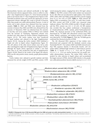 Higuchi-Takeuchi et al. Screening of Purple Non-sulfur Bacteria
photosynthetic bacteria and cultured aerobically in the light.
Most bacterial colonies appeared white, cream or yellow in color
after 1 day (Supplementary Figure 1C). Some bacteria produced
pink or red colonies after 4–7 days (Supplementary Figures 1A,B).
Extended incubation times may permit the appearance of more
pigmented-colonies although they result in growth of bacteria
other than purple non-sulfur photosynthetic bacteria. A total of
twelve red or pink colonies were obtained from four seawater
samples (Table 1). HM1 and HM2 were obtained from the
seawater of Omura-Bay; HM3 and HM4 were obtained from the
seawater of Takamatsu; HM5 was obtained from the seawater
of Aioi-Bay; and seven isolates (HM5 to HM12) were isolated
from the seawater of Yokohama. Pigmented colonies were
streaked onto other plates for further isolation (Supplementary
Figures 1D–G). The twelve isolates were then transferred
to liquid medium and cultured in the light (Supplementary
Figures 1H–K). Among the twelve isolates, HM2 exhibited a
bright red color in liquid culture (Supplementay Figure 1I).
The cell cultures of the other eleven isolates were red in color
after centrifugation (right side of Supplementary Figures 1H,J,K),
although the liquid culture appeared to exhibit a very faint
pink color or no color production (left side of Supplementary
Figures 1H,J,K). Based on the results of the liquid cell cultures,
HM2 was the only positive strain, namely, purple photosynthetic
bacteria.
Twelve isolates were cultured in growth medium and then
measured the cell dry weight (CDW) and PHA content. CDW
varied among the isolates, ranging from 46 to 184 mg/L culture
(Table 1). The PHA content of the twelve isolates was measured
by GC-MS. PHA was not detected in eight isolates. Four isolates
(HM1, HM2, HM3 and HM6) synthesized PHA at levels ranging
from 0.5 to 24.4 wt% of CDW (Table 1). HM2 showed the
highest PHA accumulation (24.4 wt%). To verify these results,
the PHA content and CDW of HM2 were measured using
triplicate cultures. The CDW of HM2 was 800 ± 58 mg/L culture,
and the PHA content was 24.2 ± 1.8 wt%. GC-MS analysis
also revealed that four isolates synthesized a homopolymer
of 3-hydroxybutyrate (3HB), namely, poly(3-hydroxybutyrate)
(PHB). The chemical structure of the synthesized PHAs was
determined by 1H NMR with chloroform extracts from HM2
isolate. Methyl, methylene, and methine protons of 3HB units
were detected by 1H NMR (Figure 2). Thus, the 1H NMR spectra
confirmed the chemical structure of PHB.
The 16S ribosomal RNA sequences of four isolates were
determined and compared with the databank contents using
Nucleotide BLAST. Two isolates (HM3 and HM6) showed more
than 99% sequence identity to Shewanella basaltis, and one
isolate (HM1) exhibited high similarity to Marinobacter guineae
(Table 2). S. basaltis (Chang et al., 2008) and M. guineae
(Montes et al., 2008) are marine bacteria but not purple non-
sulfur photosynthetic bacteria. The isolate HM2, which was
positive by color selection in liquid culture and accumulated
the largest amount of PHA, showed 100% identity to the purple
non-sulfur photosynthetic bacteria Afifella marina (Imhoff, 1983)
FIGURE 3 | Phylogenetic tree of 16S ribosomal RNA gene from HM2 and purple non-sulfur photosynthetic bacteria. The scale bar shows the number of
nucleotide substitutions per site. GenBank accession numbers are given in parentheses. The bootstrap values are shown at branch nodes. Allochromatium vinosum
was used as an outgroup.
Frontiers in Microbiology | www.frontiersin.org 5 September 2016 | Volume 7 | Article 1509
 