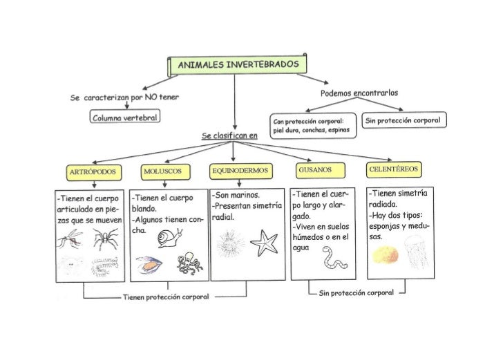 Esquema animales invertebrados 3º