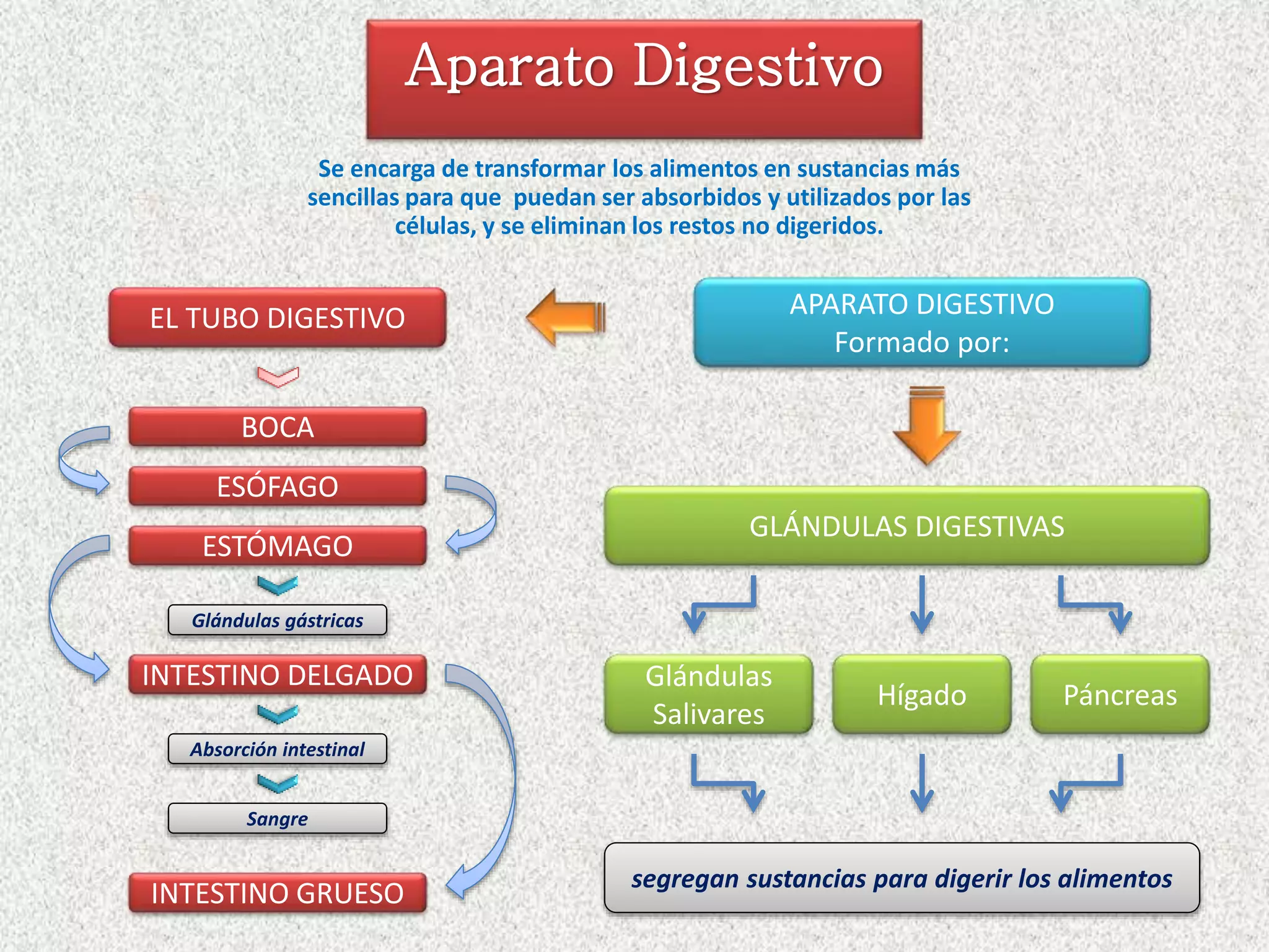 Esquema aparato digestivo | PPSX
