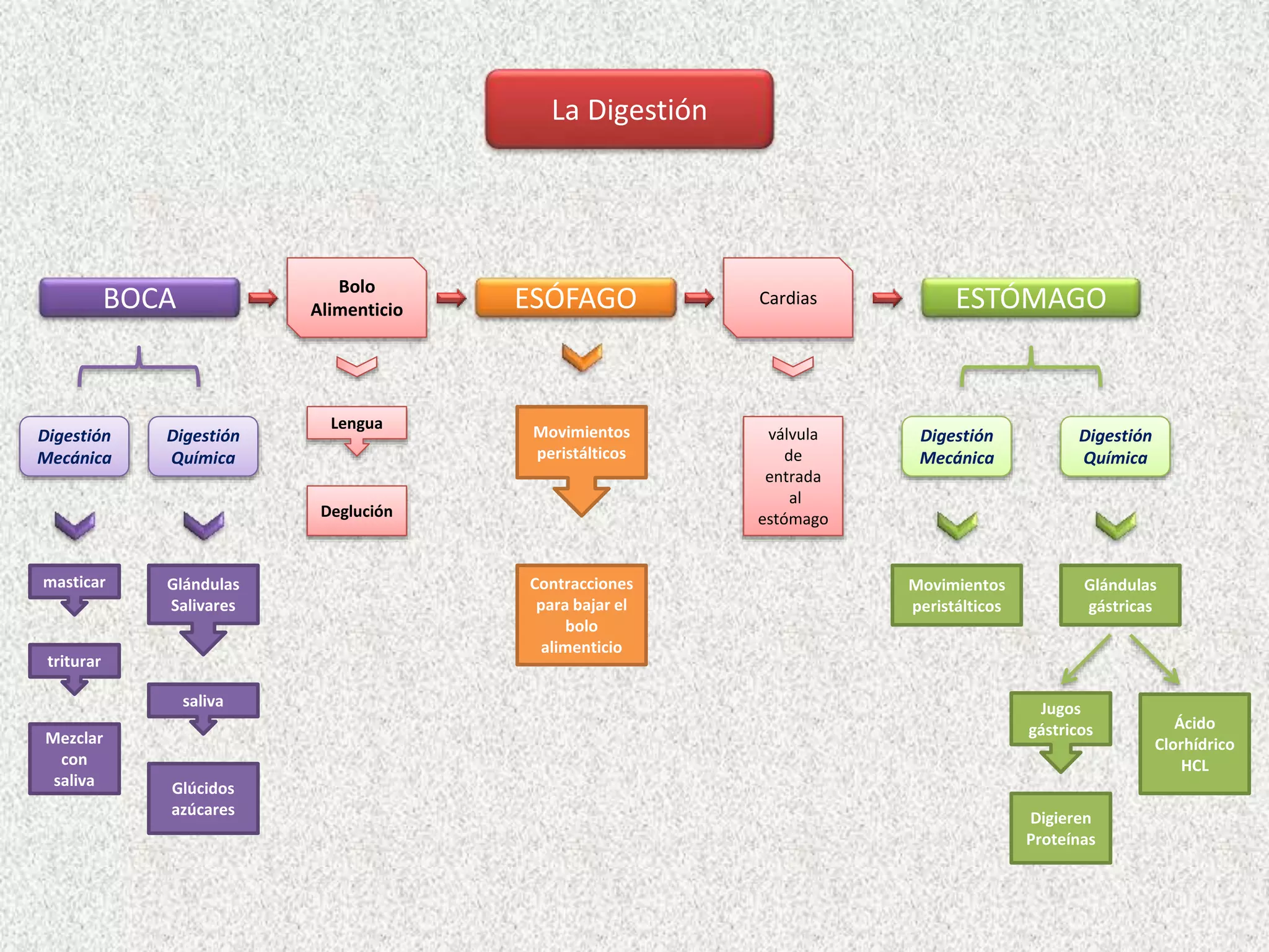 Esquema Aparato Digestivo Ppsx