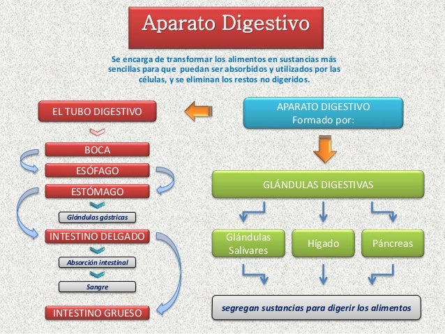 Aparato Digestivo 
Se encarga de transformar los alimentos en sustancias más 
sencillas para que puedan ser absorbidos y u...