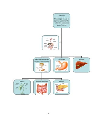 1
Digestión
Proceso por el cual se
digieren y obtienen los
nutrientes necesarios
para el cuerpo
Participan diferentes
órganos como: esófago
Estomago Hígado
Vesícul
a
biliar
Intestino delgado y Páncrea
s
 