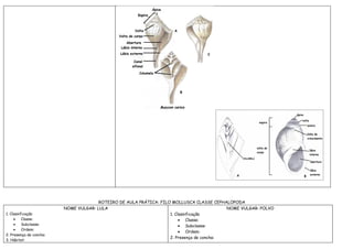 ROTEIRO DE AULA PRÁTICA: FILO MOLLUSCA CLASSE CEPHALOPODA
                         NOME VULGAR: LULA                                                 NOME VULGAR: POLVO
1. Classificação                                                    1. Classificação
     •    Classe:                                                        • Classe:
     •    Subclasse:                                                     • Subclasse:
     •    Ordem:
                                                                         • Ordem:
2. Presença de concha:
                                                                    2. Presença de concha:
3. Hábitat:
 