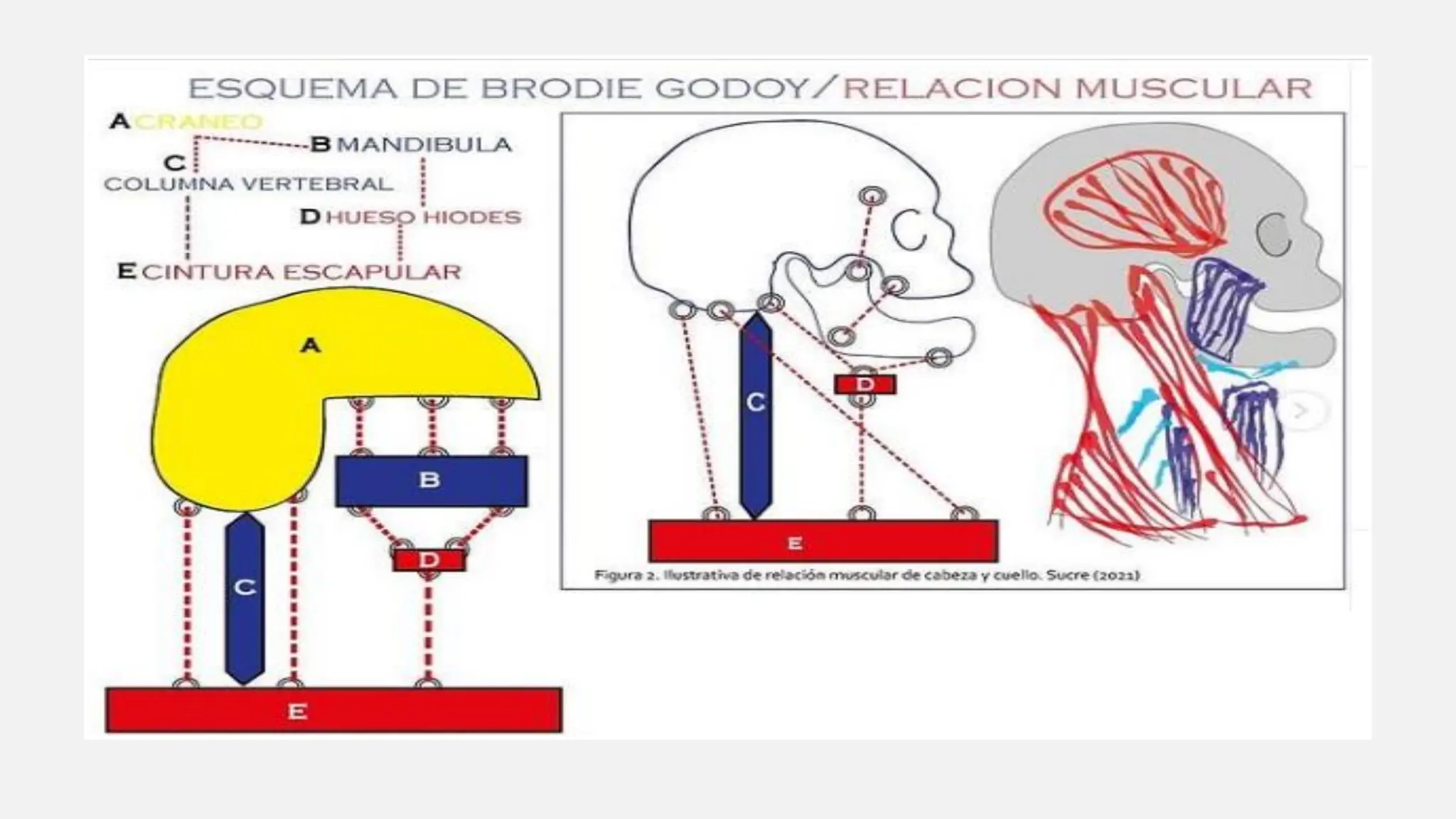 esquema de brodie ,indicsciones hy usos en la vida diaria | PDF