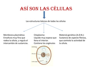 ASÍ SON LAS CÉLULAS

                         Las estructuras básicas de todas las células




Membrana plasmática:             Citoplasma:                 Material genético (A.D.N.):
Envoltura muy fina que           Líquido muy espeso que      Sustancia de aspecto fibroso,
rodea la célula, y regula el     llena el interior.          que controla la actividad de
intercambio de sustancias.       Contiene los orgánulos      la célula.
 