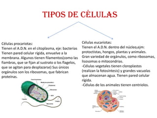 TIPOS DE CÉLULAS


Células procariotas:                                 Células eucariotas:
Tienen el A.D.N. en el citoplasma, eje: bacterias    Tienen el A.D.N. dentro del núcleo,ejm:
Tienen pared celular rígida, envuelve a la           protoctistas, hongos, plantas y animales.
membrana. Algunos tienen filamentos(como las         Gran variedad de orgánulos, como ribosomas,
fiambras, que se fijan al sustrato o los flagelos,   lisosomas o mitocondrias.
que se agitan para desplazarse) Sus únicos           -Células vegetales tienen cloroplastos
orgánulos son los ribosomas, que fabrican            (realizan la fotosíntesis) y grandes vacuolas
proteínas.                                           que almacenan agua. Tienen pared celular
                                                     rígida.
                                                     -Células de los animales tienen centriolos.
 