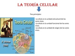 La teoría celular

     Tres principios:

            -La célula es la unidad estructural de los
            seres vivos.
            -La célula es la unidad funcional de los seres
            vivos.
            -La célula es la unidad de origen de los seres
            vivos.
 