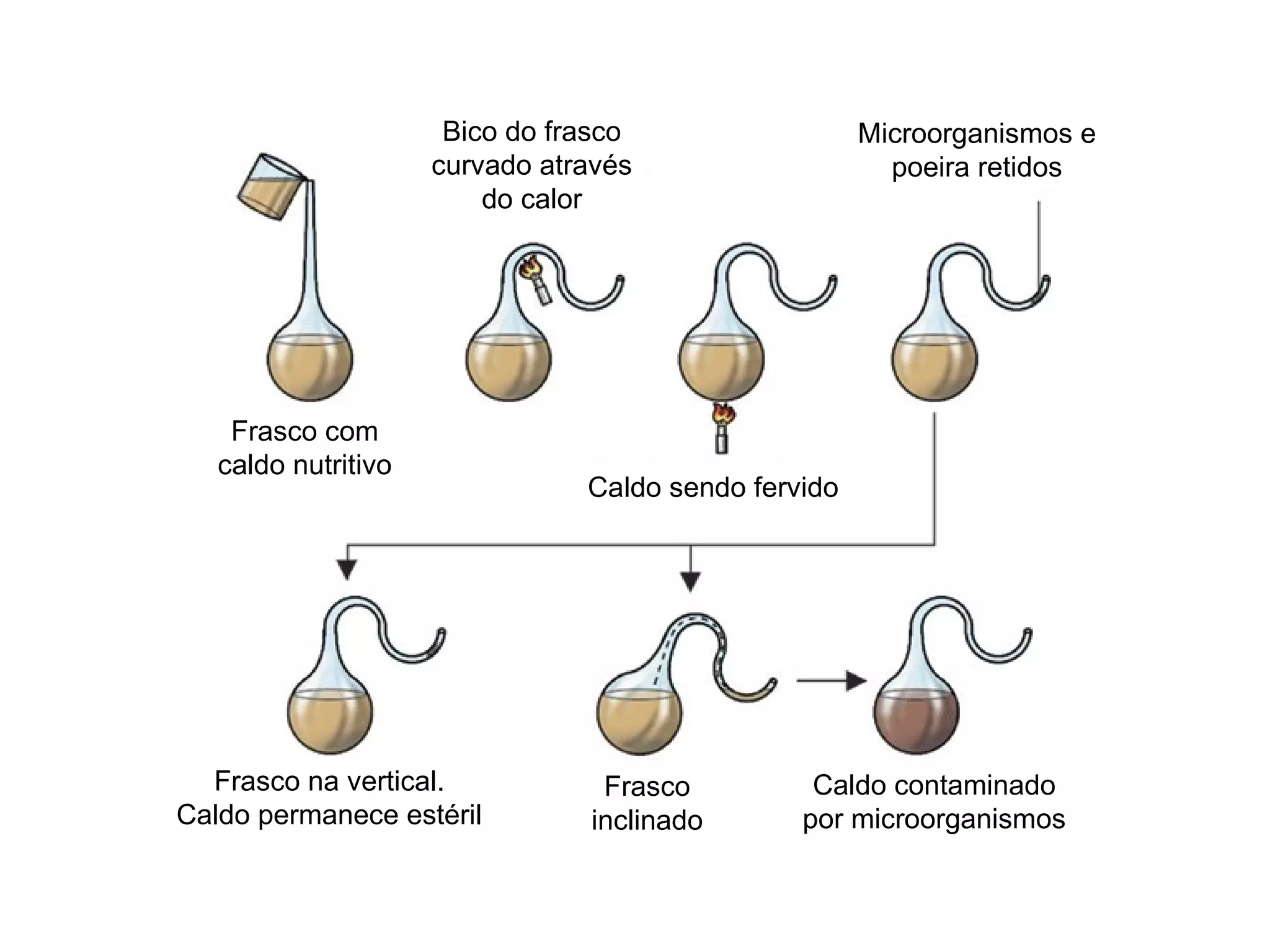 Esquema coacervados | PPT