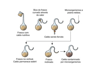 Frasco com caldo nutritivo Bico do frasco curvado através do calor Caldo sendo fervido Microorganismos e poeira retidos Frasco na vertical. Caldo permanece estéril Frasco inclinado Caldo contaminado por microorganismos 
