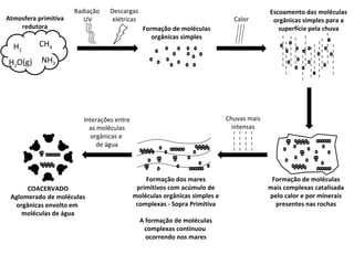 Radiação  UV Descargas elétricas 0 Formação de moléculas orgânicas simples Calor Escoamento das moléculas orgânicas simples para a superfície pela chuva Formação de moléculas mais complexas catalisada pelo calor e por minerais presentes nas rochas Chuvas mais intensas Formação dos mares primitivos com acúmulo de moléculas orgânicas simples e complexas - Sopra Primitiva A formação de moléculas complexas continuou  ocorrendo nos mares COACERVADO Aglomerado de moléculas orgânicas envolto em  moléculas de água Atmosfera primitiva redutora Interações entre as moléculas orgânicas e  de água H 2 CH 4 NH 3 H 2 O(g) 