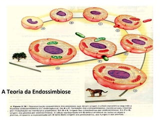 A Teoria da Endossimbiose 