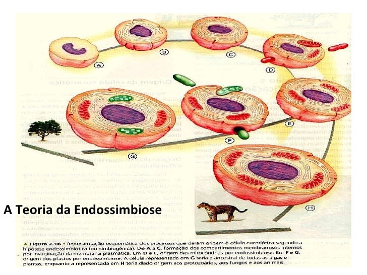 Esquema coacervados