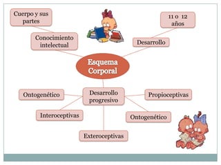 Cuerpo y sus partes11 o 12 añosConocimiento intelectualDesarrolloEsquema CorporalDesarrollo progresivoOntogenéticoPropioceptivasInteroceptivasOntogenéticoExteroceptivas