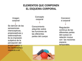 ELEMENTOS QUE COMPONEN
                  EL ESQUEMA CORPORAL

                        Concepto
    Imagen                                Concienci
                        corporal
    corporal                              a corporal

Se derivan de las    Conocimiento
sensaciones                              Regulación
                     adquirido sobre     continua de las
interoceptivas,      las funciones de
propioceptivas y                         diferentes partes
                     las diferentes      del cuerpo en
exteroceptivas.      partes del cuerpo
Es la impresión                          relación mutua
subjetiva de la                          con las nociones
percepción del                           espacio
propio cuerpo y                          temporales.
los sentimientos
respecto a el.
 