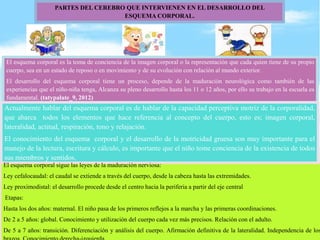 PARTES DEL CEREBRO QUE INTERVIENEN EN EL DESARROLLO DEL
ESQUEMA CORPORAL.
El esquema corporal es la toma de conciencia de la imagen corporal o la representación que cada quien tiene de su propio
cuerpo, sea en un estado de reposo o en movimiento y de su evolución con relación al mundo exterior.
El desarrollo del esquema corporal tiene un proceso, depende de la maduración neurológica como también de las
experiencias que el niño-niña tenga, Alcanza su pleno desarrollo hasta los 11 o 12 años, por ello su trabajo en la escuela es
fundamental. (tatypalate_9, 2012)
Actualmente hablar del esquema corporal es de hablar de la capacidad perceptiva motriz de la corporalidad,
que abarca todos los elementos que hace referencia al concepto del cuerpo, esto es; imagen corporal,
lateralidad, actitud, respiración, tono y relajación.
El conocimiento del esquema corporal y el desarrollo de la motricidad gruesa son muy importante para el
manejo de la lectura, escritura y cálculo, es importante que el niño tome conciencia de la existencia de todos
sus miembros y sentidos.
El esquema corporal sigue las leyes de la maduración nerviosa:
Ley cefalocaudal: el caudal se extiende a través del cuerpo, desde la cabeza hasta las extremidades.
Ley proximodistal: el desarrollo procede desde el centro hacia la periferia a partir del eje central
Etapas:
Hasta los dos años: maternal. El niño pasa de los primeros reflejos a la marcha y las primeras coordinaciones.
De 2 a 5 años: global. Conocimiento y utilización del cuerpo cada vez más precisos. Relación con el adulto.
De 5 a 7 años: transición. Diferenciación y análisis del cuerpo. Afirmación definitiva de la lateralidad. Independencia de los
 