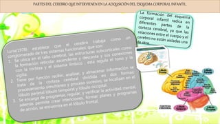 PARTES DEL CEREBRO QUE INTERVIENEN EN LA ADQUSICIÓN DEL ESQUEMA CORPORAL INFANTIL.
 
