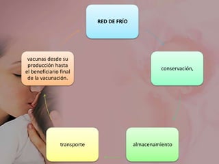 RED DE FRÍO

vacunas desde su
producción hasta
el beneficiario final
de la vacunación.

transporte

conservación,

almacenamiento

 