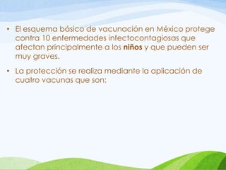 • El esquema básico de vacunación en México protege
contra 10 enfermedades infectocontagiosas que
afectan principalmente a los niños y que pueden ser
muy graves.
• La protección se realiza mediante la aplicación de
cuatro vacunas que son:
 