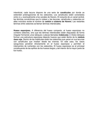 intersticial, cada lacuna dispone de una serie de canalículos por donde se
extienden prolongaciones de los osteocitos. Los canalículos están conectados
entre sí y, eventualmente a los canales de Havers. El conjunto de un canal central,
las láminas concéntricas que lo rodean y las lacunae, canalículos y osteocitos en
ellas incluídos recibe el nombre de osteón o sistema de Havers. Las restantes
láminas entre osteones se llaman láminas intersticiales.
Hueso esponjoso. A diferencia del hueso compacto, el hueso esponjoso no
contiene osteones, sino que las láminas intersticiales están dispuestas de forma
irregular formando unos tabiques o placas llamadas trabéculas (*) Estos tabiques
forman una estructura esponjosa dejando huecos que están llenos de la médula
ósea roja. Dentro de las trabéculas están los osteocitos que yacen en sus lacunae
con canalículos que irradian desde las mismas. En este caso, los vasos
sanguíneos penetran directamente en el hueso esponjoso y permiten el
intercambio de nutrientes con los osteocitos. El hueso esponjoso es el principal
constituyente de las epifisis de los huesos largos y del interior de la mayor parte de
los hueso.
 